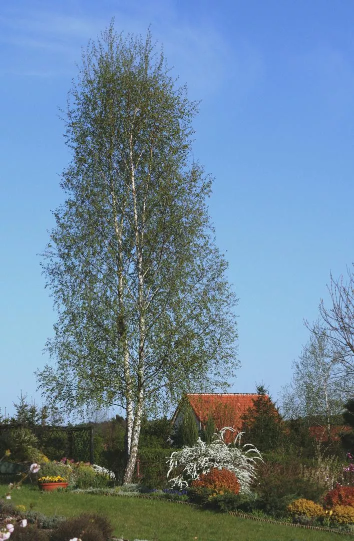 Брадавична бреза 'Fastigiata'=Бяла бреза 'Fastigiata' - Betula pendula 'Fastigiata'=Betula verrucosa 'Fastigiata'=Betula alba 'Fastigiata'