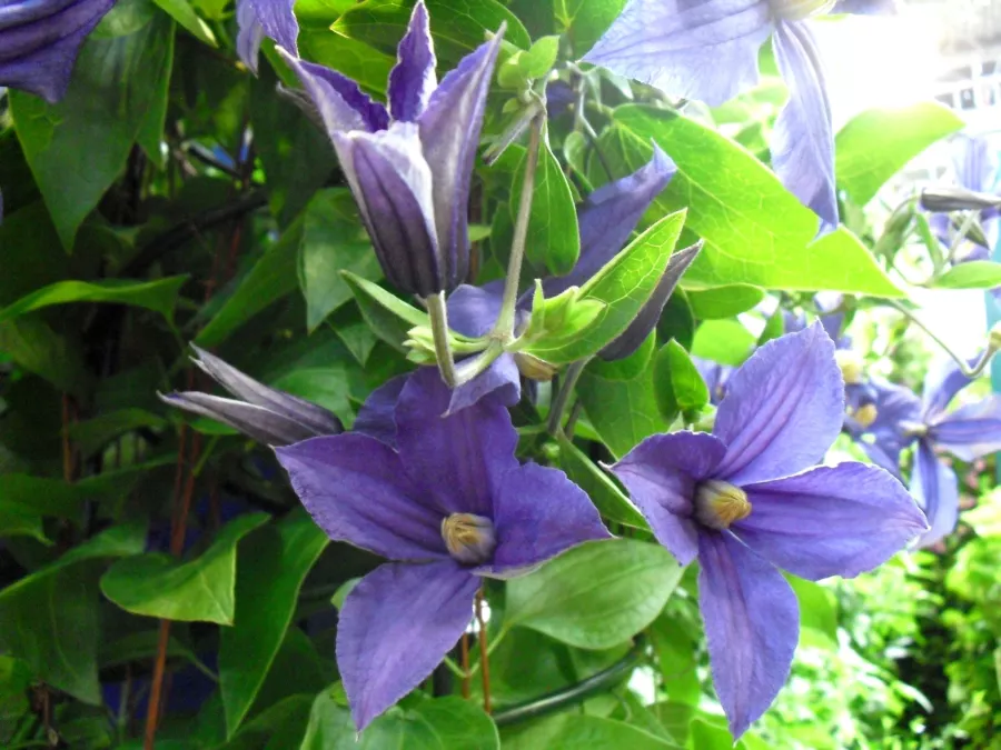 Clematis x durandii