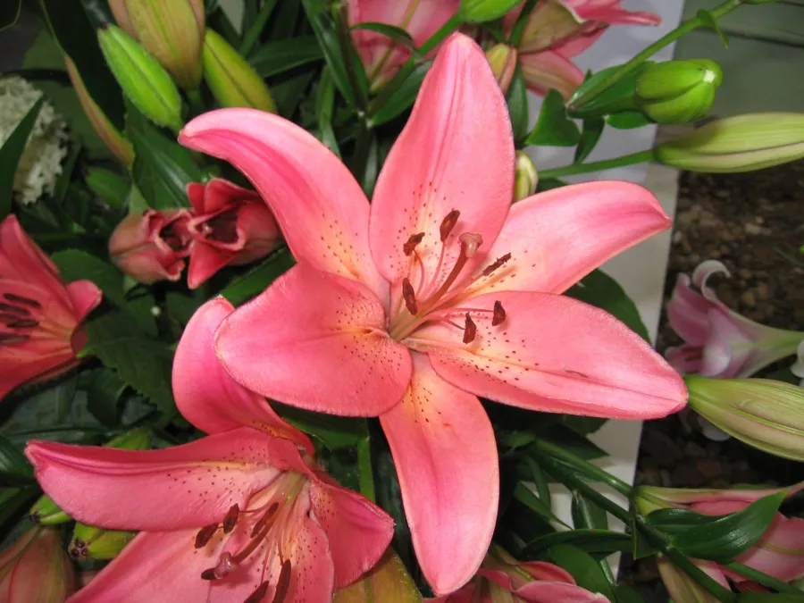 Lilia 'Dani Arifin' - Lilium 'Dani Arifin'