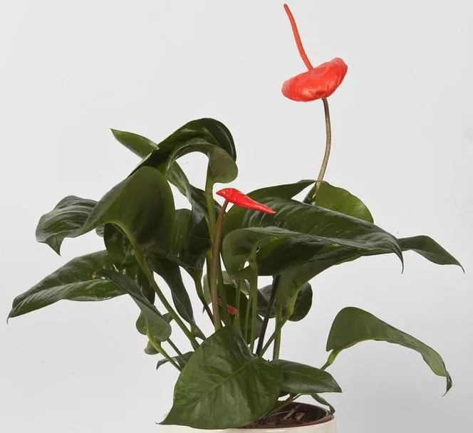 Антуриум Шерцер - Anthurium scherzerianum