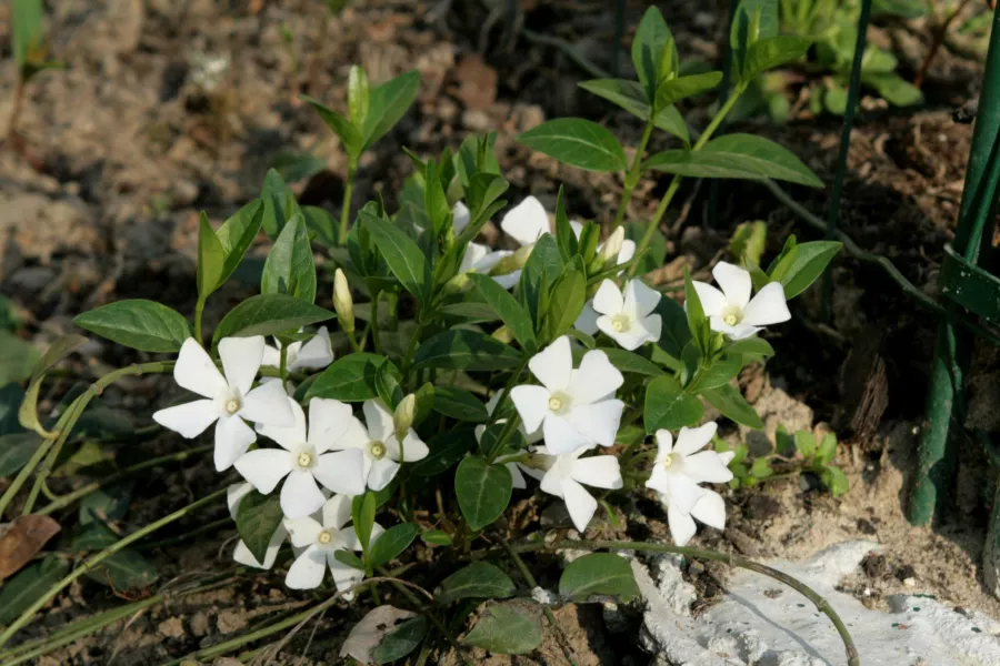 Зеленика "Alba" - Vinca minor "Alba"