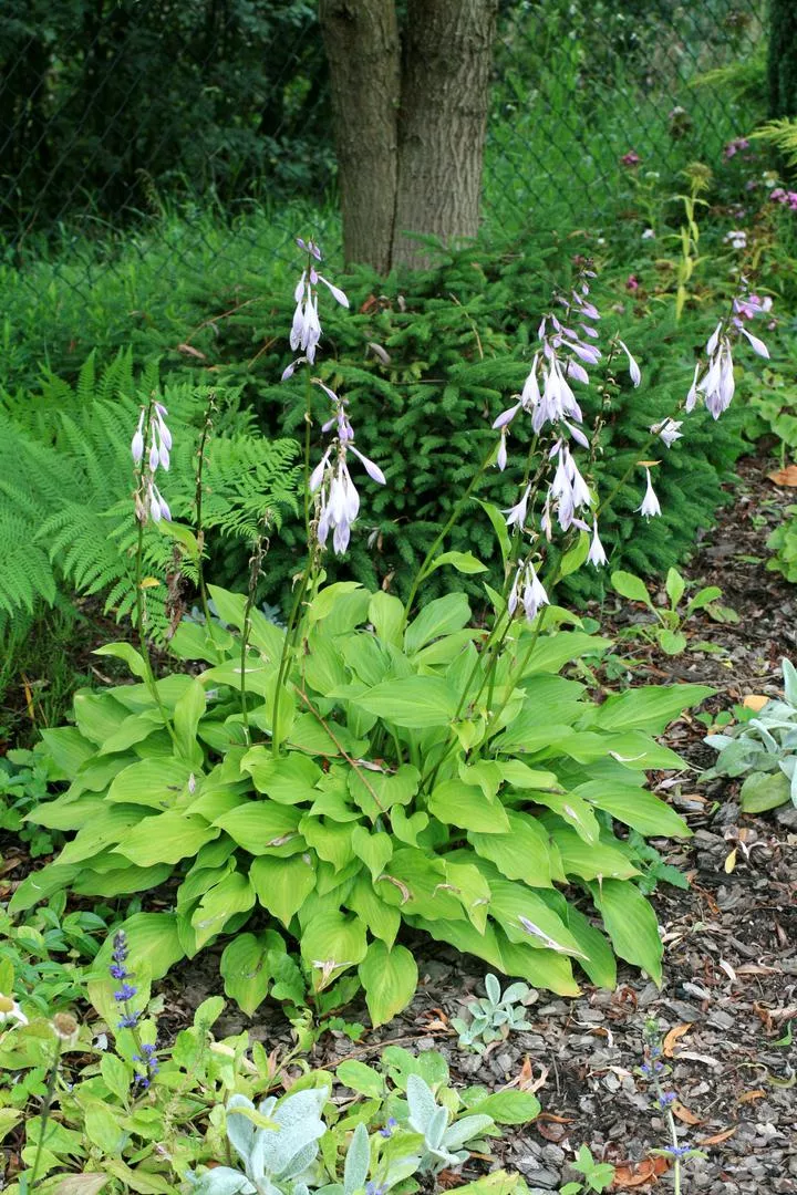 Funkia 'Lemon Lime' - Hosta hybrida 'Lemon Lime'