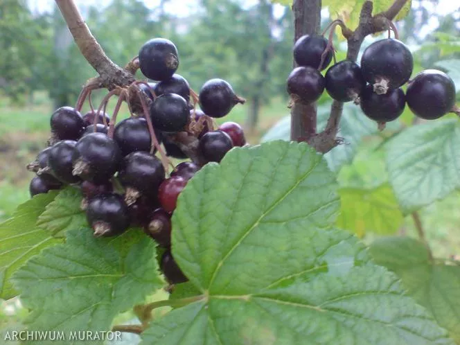 Касис 'Ojebyn' - Ribes nigrum 'Ojebyn'