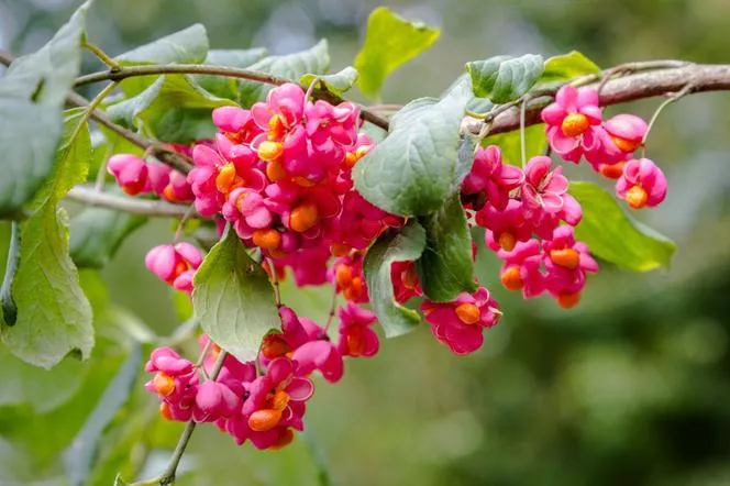 Европейско вретено=Европейско - Euonymus europaeus