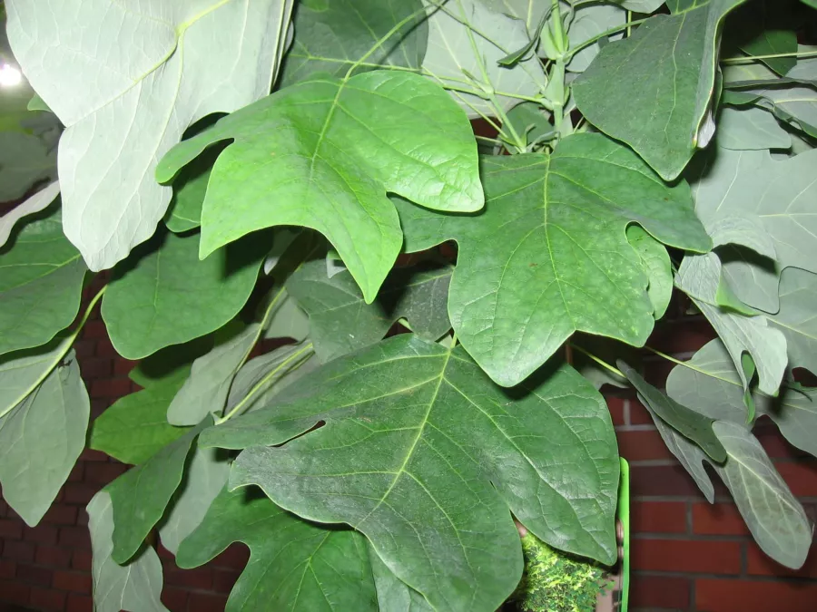 Американско лале "Edward Gursztyn" - Liriodendron tulipifera "Edward Gursztyn"