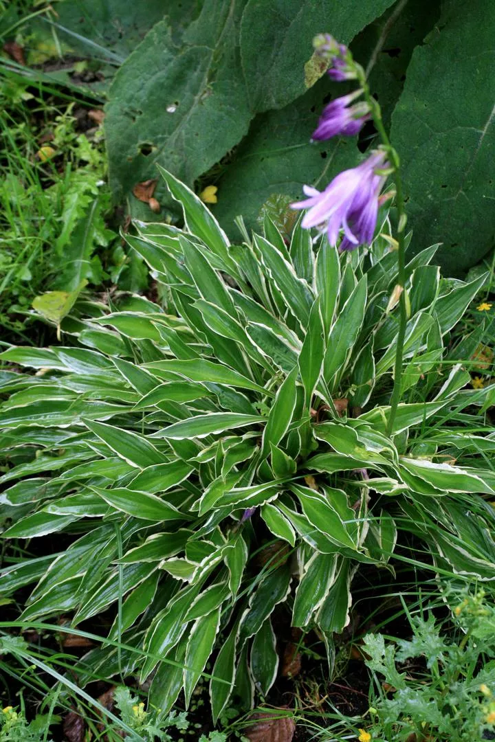 Funkia 'Stiletto' - Hosta hybrida 'Stiletto'