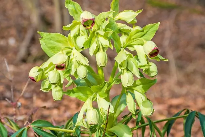 Чемерика - Helleborus foetidus