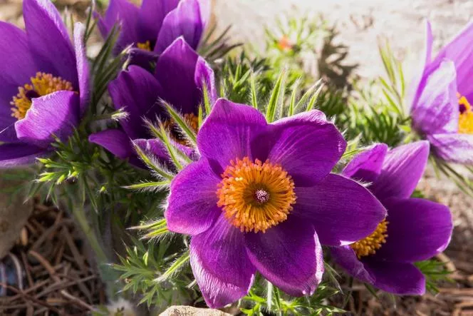 Паске цвете - Pulsatilla vulgaris