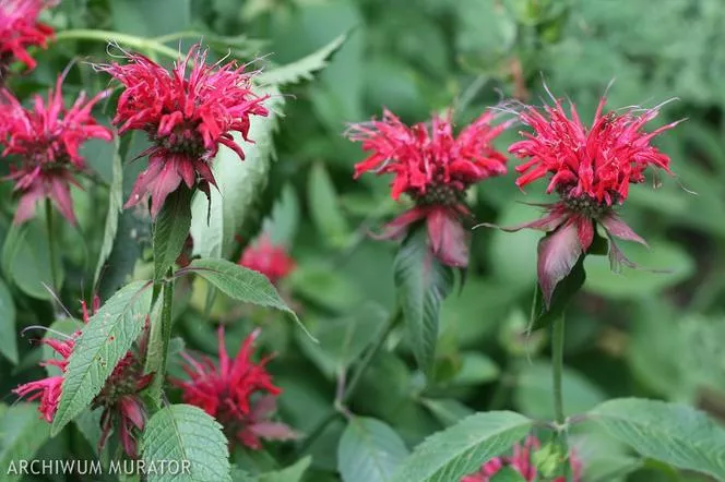 Monarda hybrida