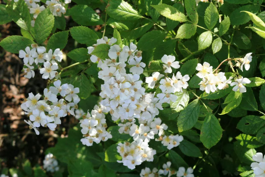 Многоцветна роза - Rosa multiflora=Rosa polyantha