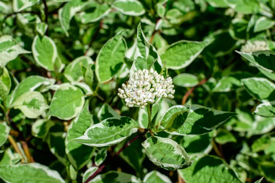 Дрян 'Elegantissima' - Cornus alba 'Elegantissima'