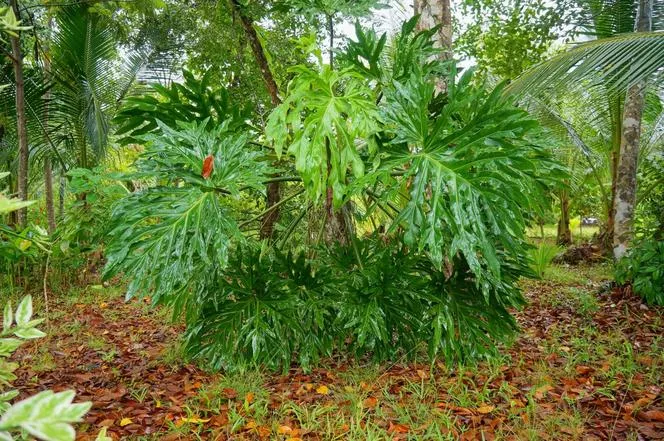 Philodendron bipinnatifidum=Philodendron selloum