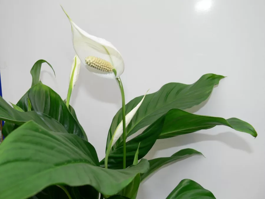 Spathiphyllum wallisii