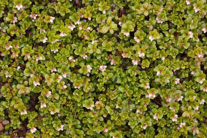 Мечо грозде - Arctostaphulos uva-ursi