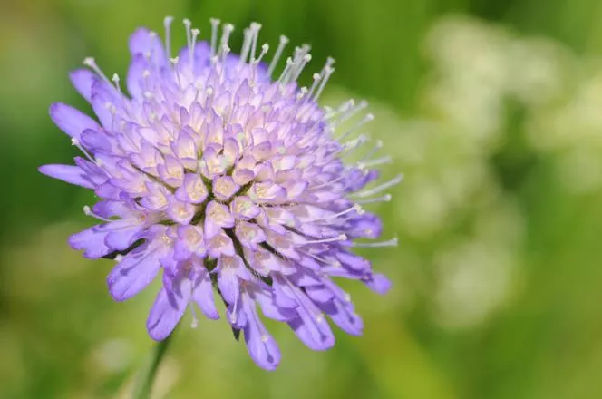 Scabiosa atropurpurea