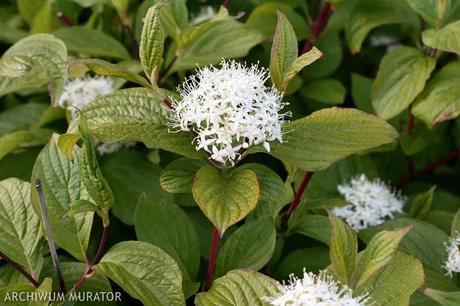 Дрян 'Sibirica' - Cornus alba 'Sibirica'