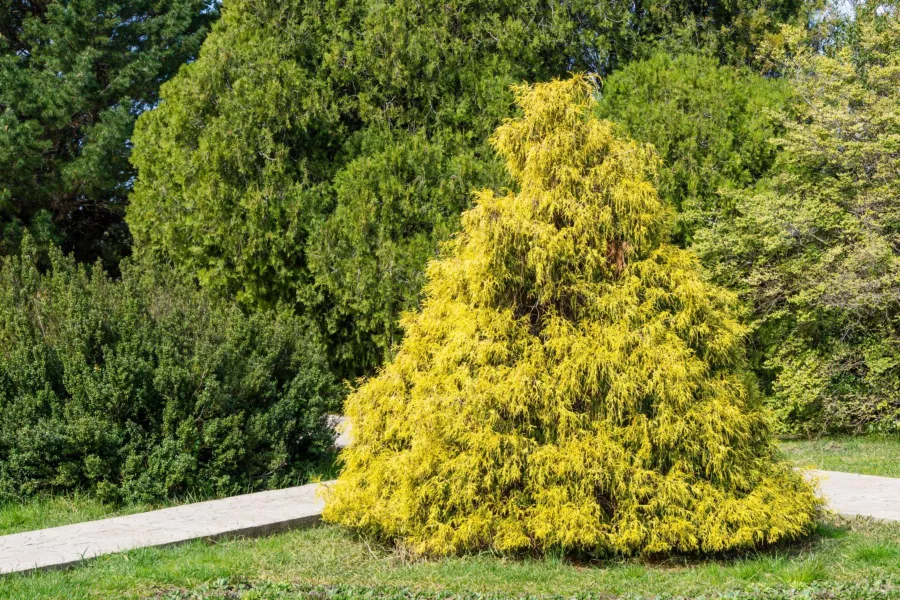 Грахов кипарис 'Filifera Aurea' - Chamaecyparis pisifera 'Filifera Aurea'