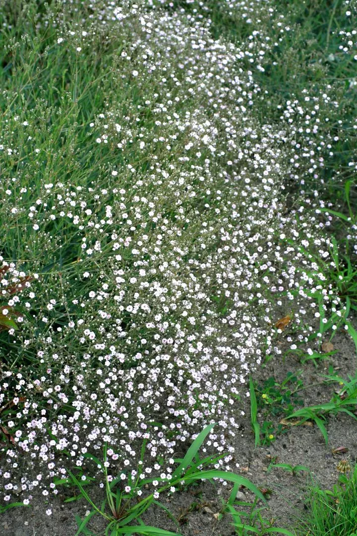 Gypsophila paniculata - Gypsophila paniculata