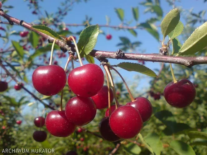 Череша "Groniasta z Ujfehertoi" - Prunus cerasus "Groniasta z Ujfehertoi"