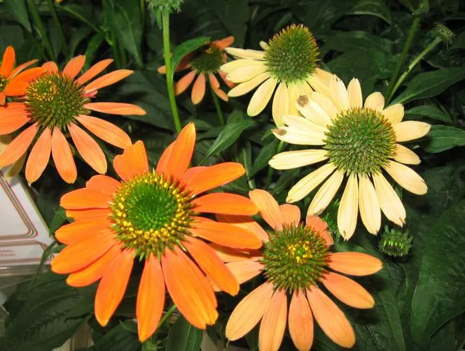 Echinacea 'Cheyenne Spirit'