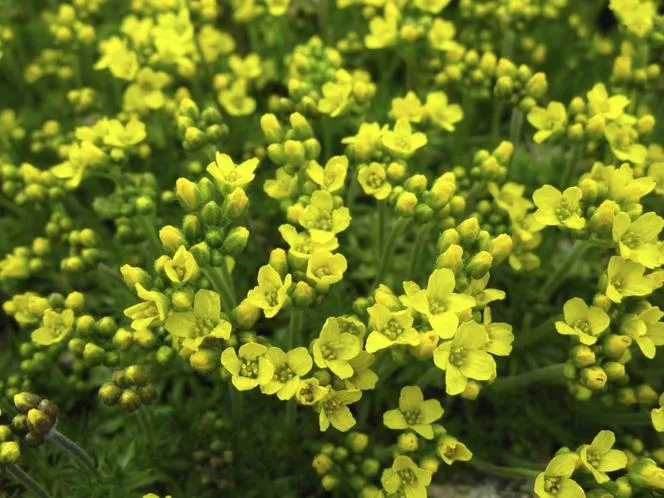 Розов гладен бръмбар - Draba rosularis