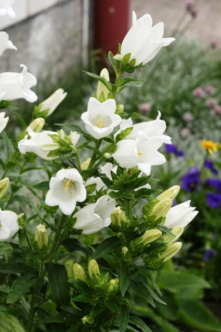 Градинска камбана 'Alba' - Campanula medium 'Alba'