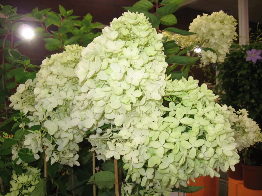 Хортензия 'Bombshell'PBR - Hydrangea paniculata 'Bombshell'PBR