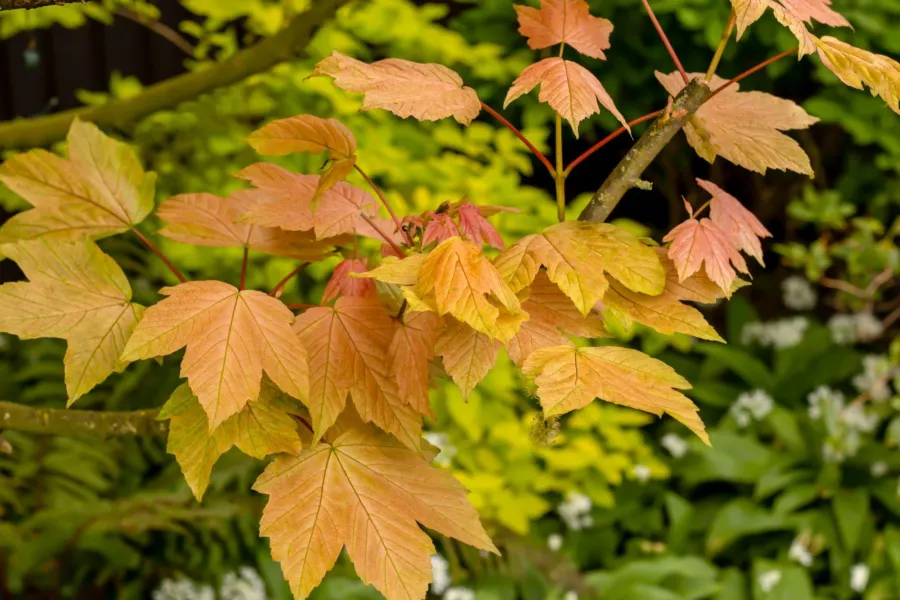 Яворов клен 'Brilliantissimum' - Acer pseudoplatanus 'Brilliantissimum'