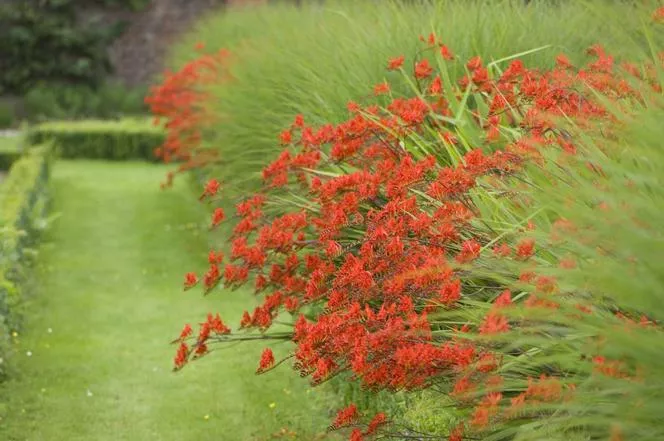 Crocosmia zahradní - Crocosmia crocosmiiflora