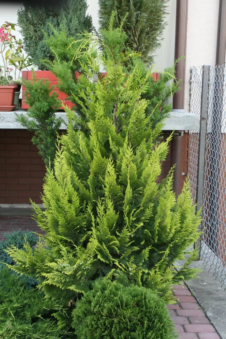 Lawson's Cypress 'Alumigold' - Chamaecyparis lawsoniana 'Alumigold'