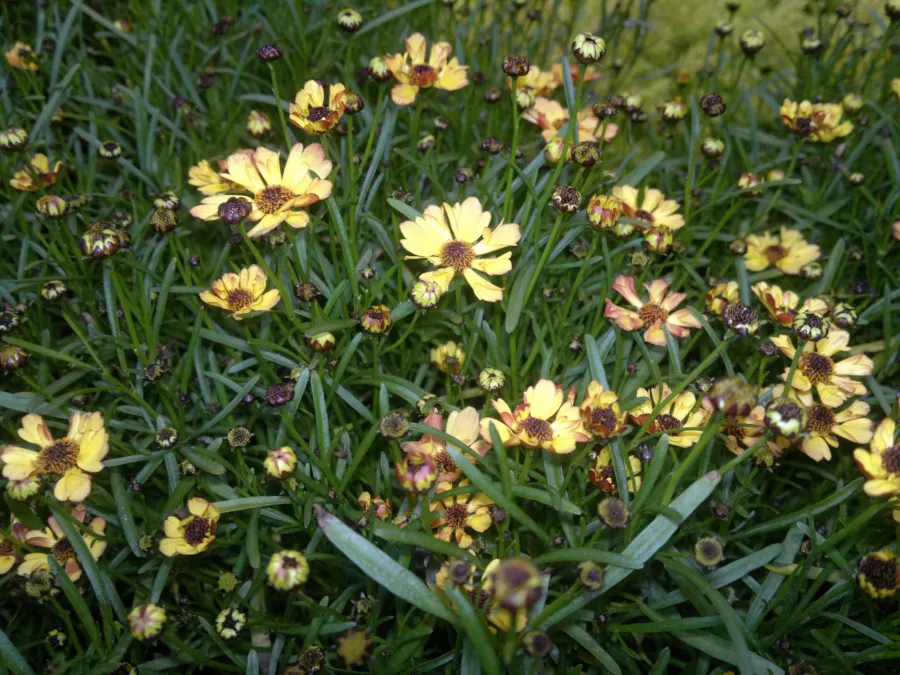 Coreopsis verticillata 'Lemon Punch'