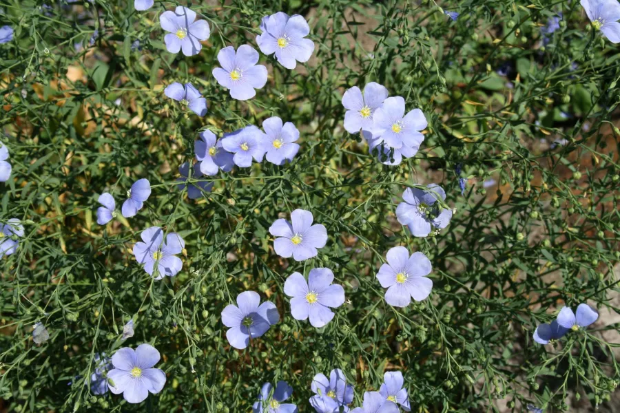 Устойчив лен - Linum perenne