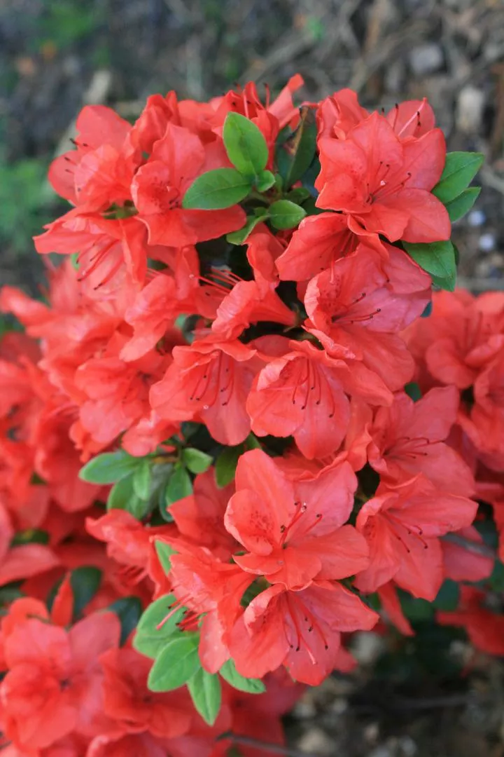 Japon Açelyası 'Satschiko'='Geisha Orange' - Rhododendron japonicum 'Satschiko'='Geisha Orange'