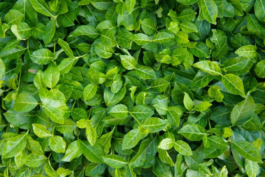 Vřeteno Fortune 'Coloratus' - Euonymus fortunei 'Coloratus'