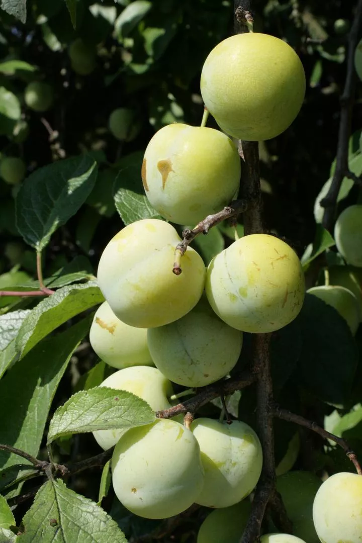 Слива "Renkloda Ulena" - Prunus domestica "Renkloda Ulena"