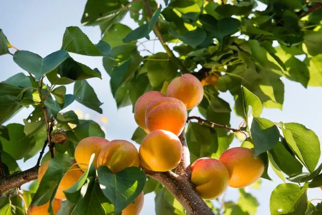 Кайсия - Prunus armeniaca