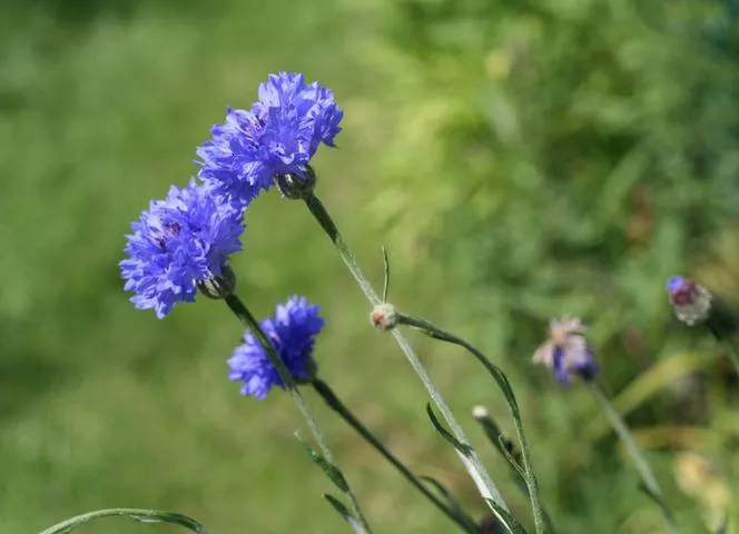 Дренка - Centaurea cyanus