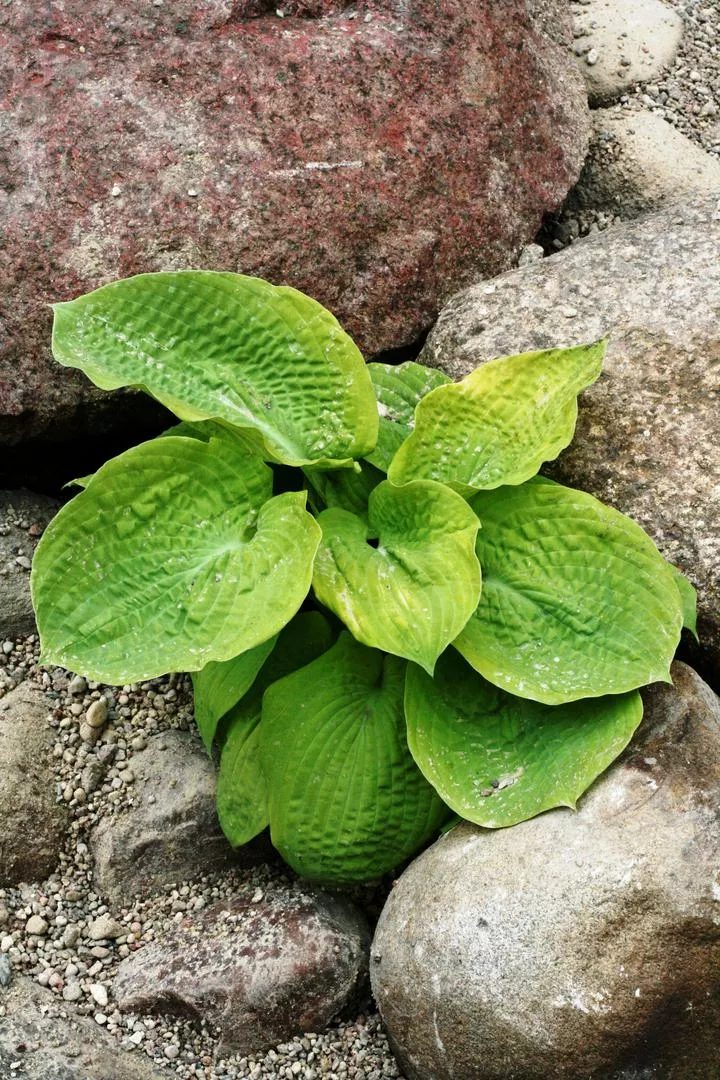 Funkia 'Aspen Gold' - Hosta Albiqua 'Aspen Gold'