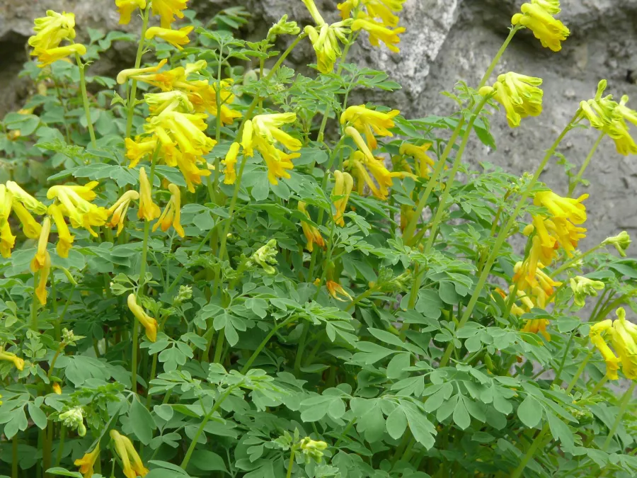 Corydalis lutea