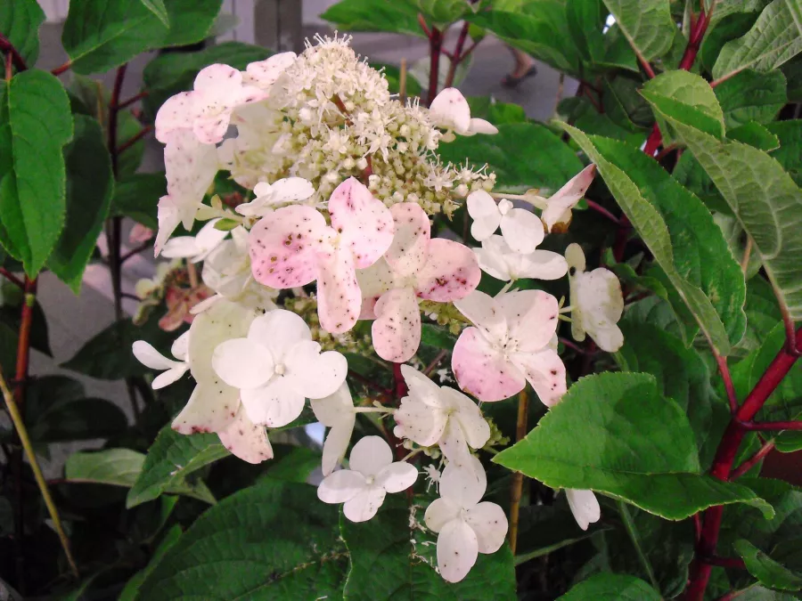 Хортензия "Wim's Red" - Hydrangea paniculata "Wim's Red"