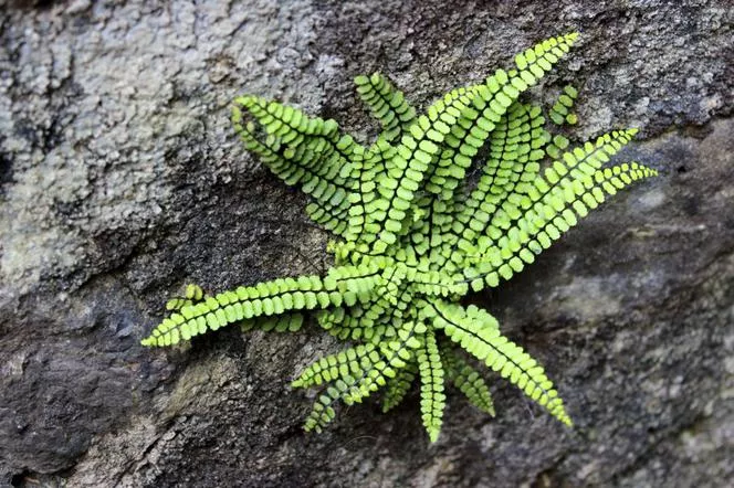 Скално гниене - Asplenium trichomanes