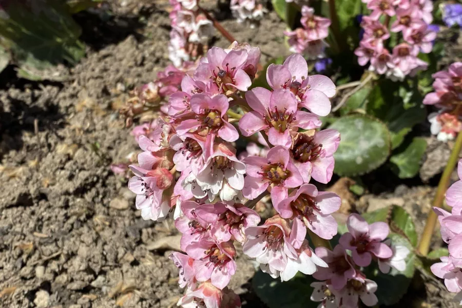 Бадан гребенест - Bergenia ciliata