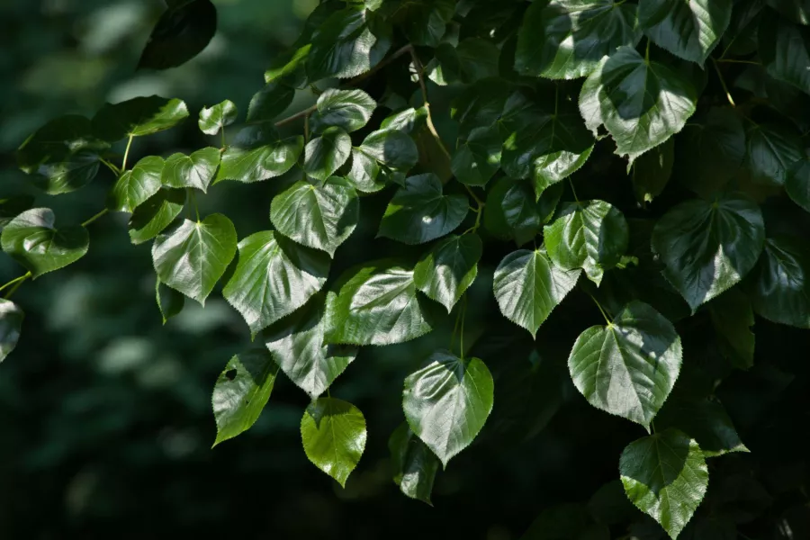Hollanda Kireç 'Euchlora'=Avrupa Kireç 'Euchlora'=Kırım Kireç - Tilia ×europaea 'Euchlora'=Tilia euchloralipa
