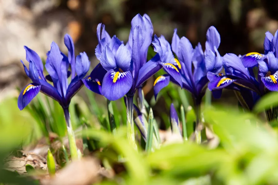 Iris reticulata