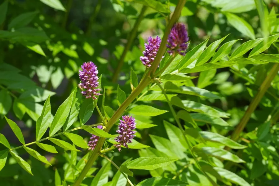 Гладко женско биле - Glycyrrhiza glabra