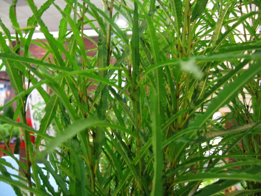 Cehri 'İnce Çizgi' - Rhamnus frangula 'İnce Çizgi'=Frangula alnus 'İnce Çizgi'