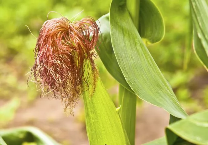 Сладка царевица - Zea mays