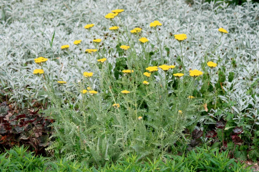 Бял равнец "Moonshine" - Achillea "Moonshine"