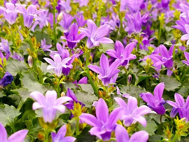 Къдроглава камбанка - Campanula portenschlagiana=Campanula muralis