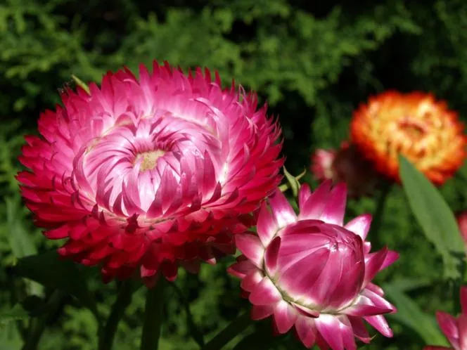 Helichrysum bracteatum=Хелихризум хризантум